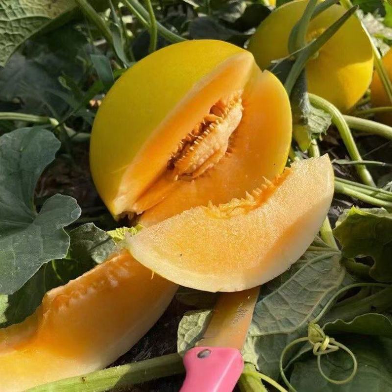 蜜瓜