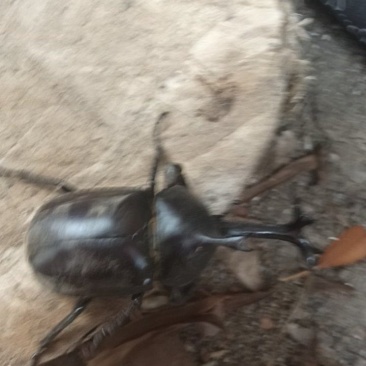 干独角仙
