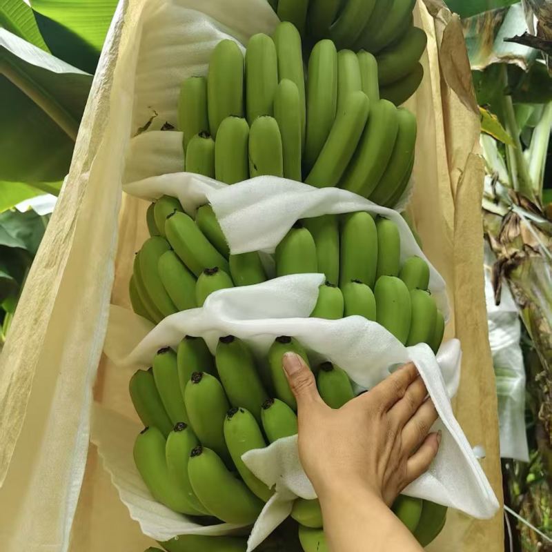 广西崇左市香蕉品质保证诚信经营接商超市场电商