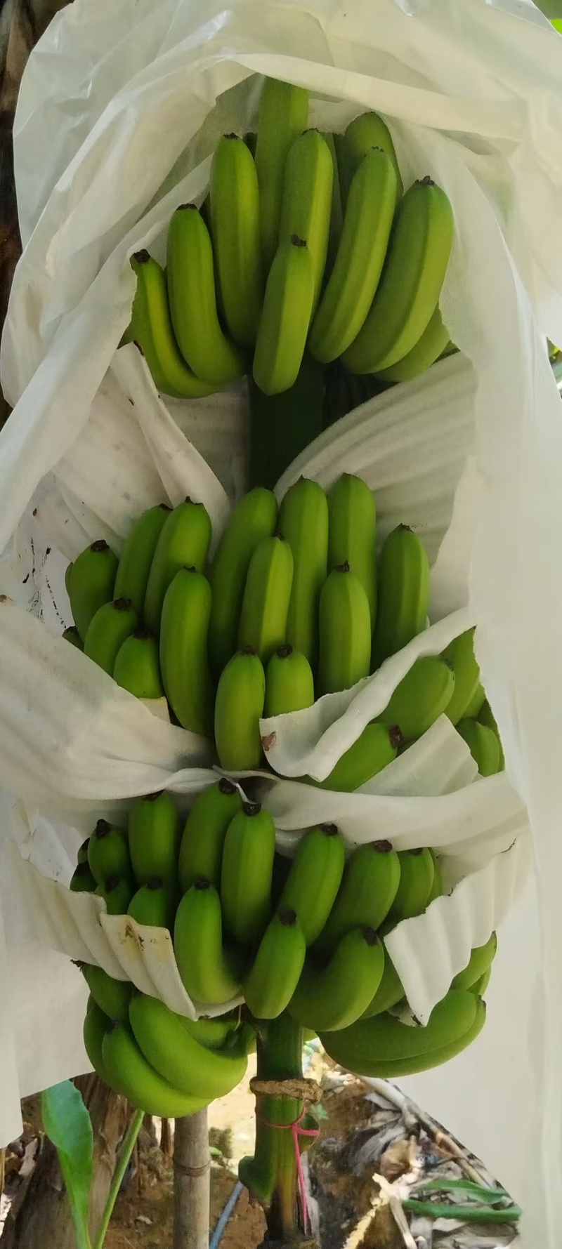 广西崇左市香蕉品质保证诚信经营接商超市场电商