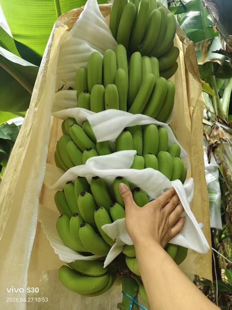 广西崇左市香蕉品质保证诚信经营接商超市场电商