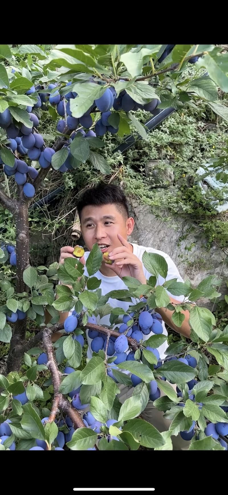 精品蓝西梅女神五月脆红西梅对接全国质量保证
