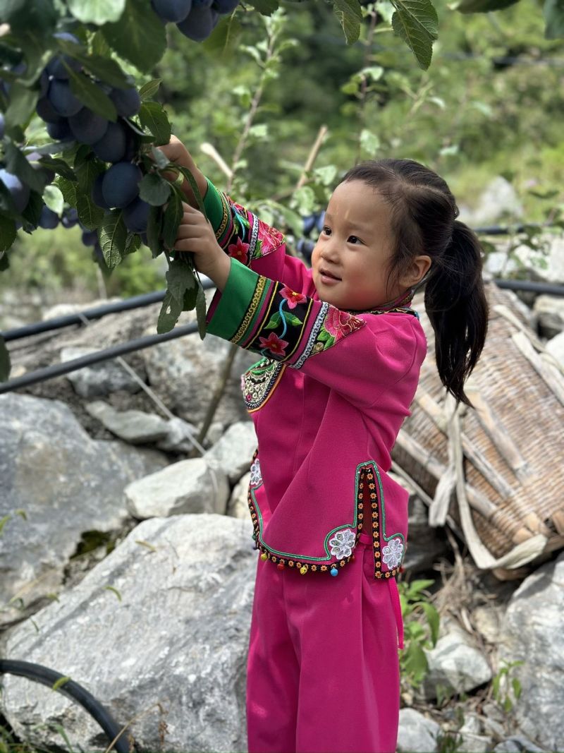 精品蓝西梅女神五月脆红西梅对接全国质量保证