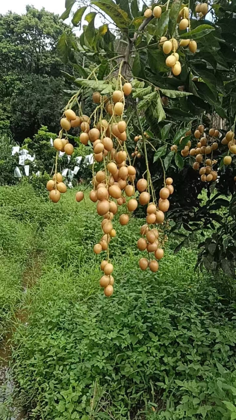 黄皮