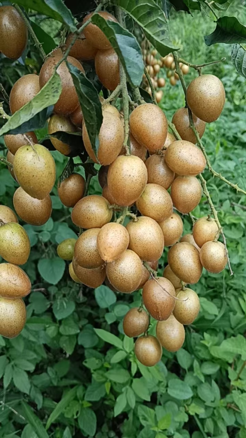 黄皮