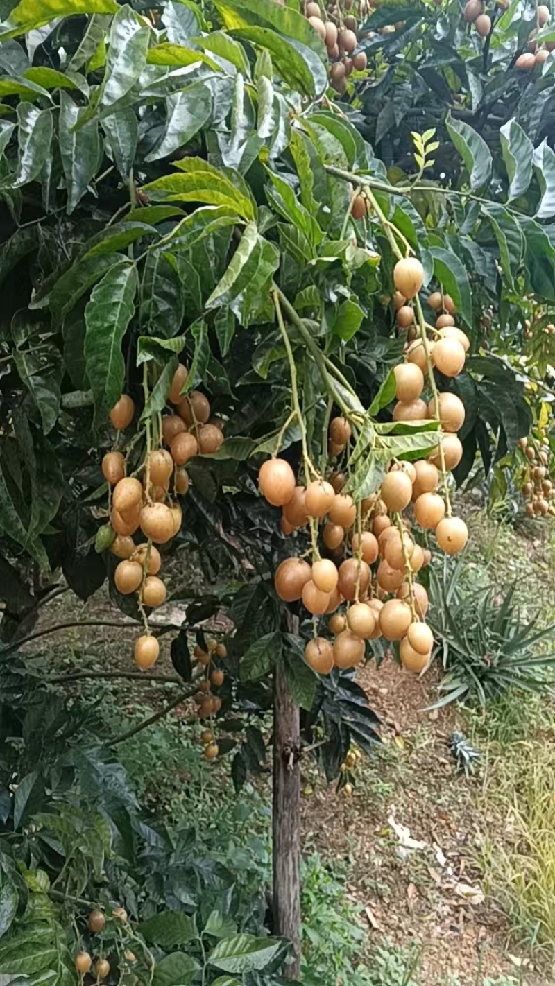 黄皮