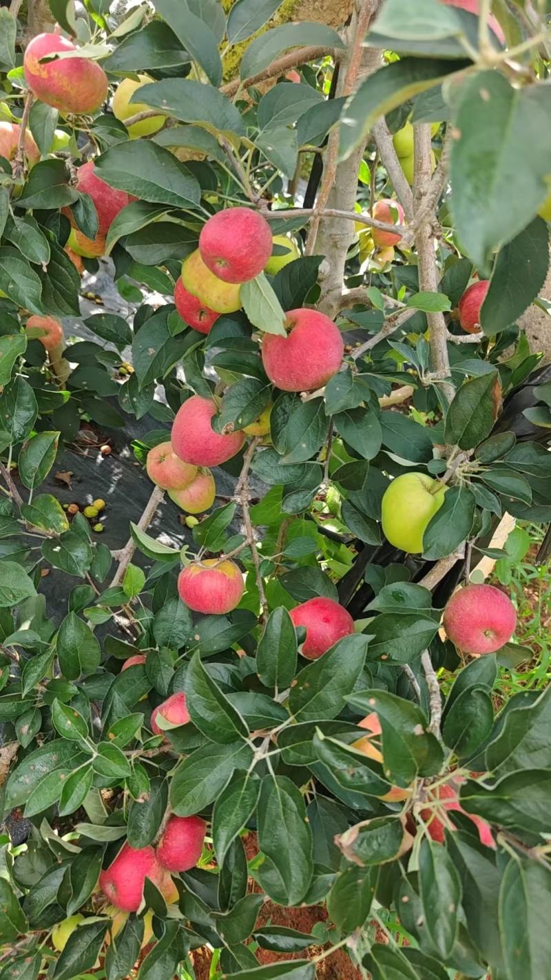云南陆良华硕苹果大量上市产地直发量大价优欢迎随时咨询