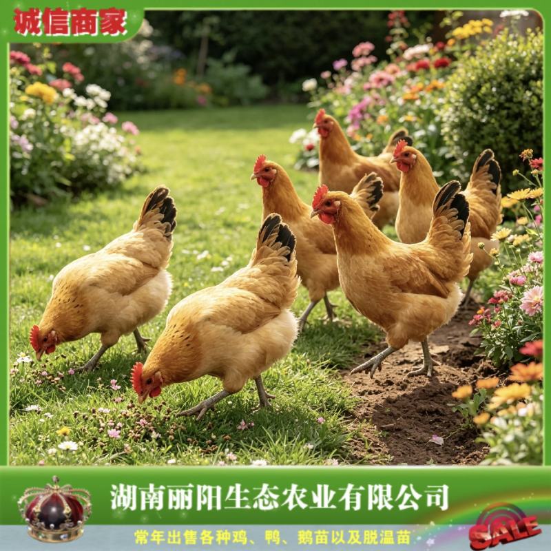 厂家直销鸡苗青脚土鸡苗黄毛青脚土鸡苗大红公鸡铁脚鸡活体