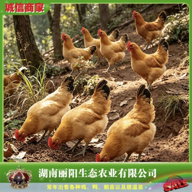 细脚佳黄青脚土鸡苗土鸡苗青脚黄羽鸡苗放养土鸡苗虫子鸡苗
