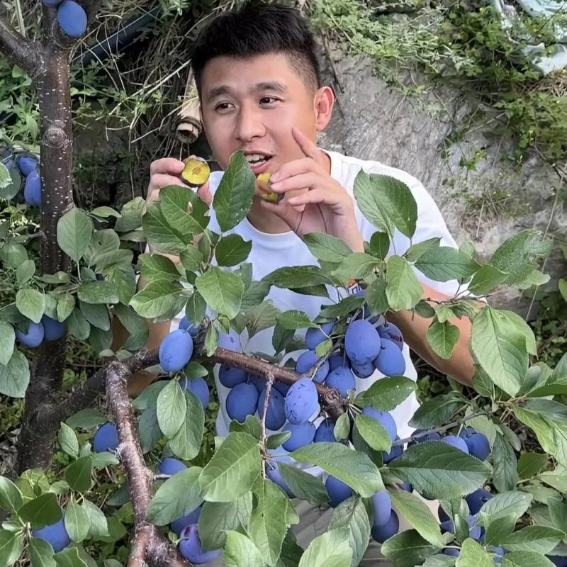 精品蓝西梅女神五月脆红西梅对接全国质量保证