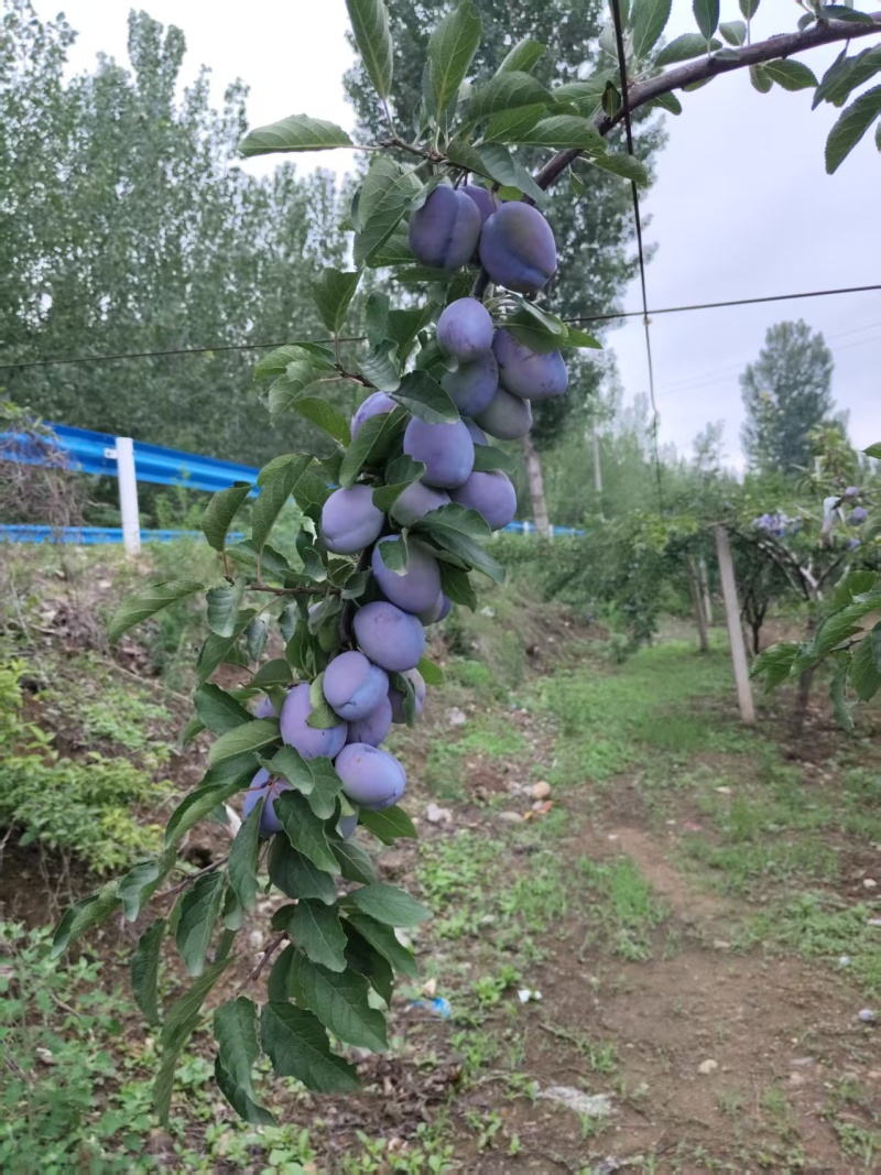 西梅（产地直销量大从优）