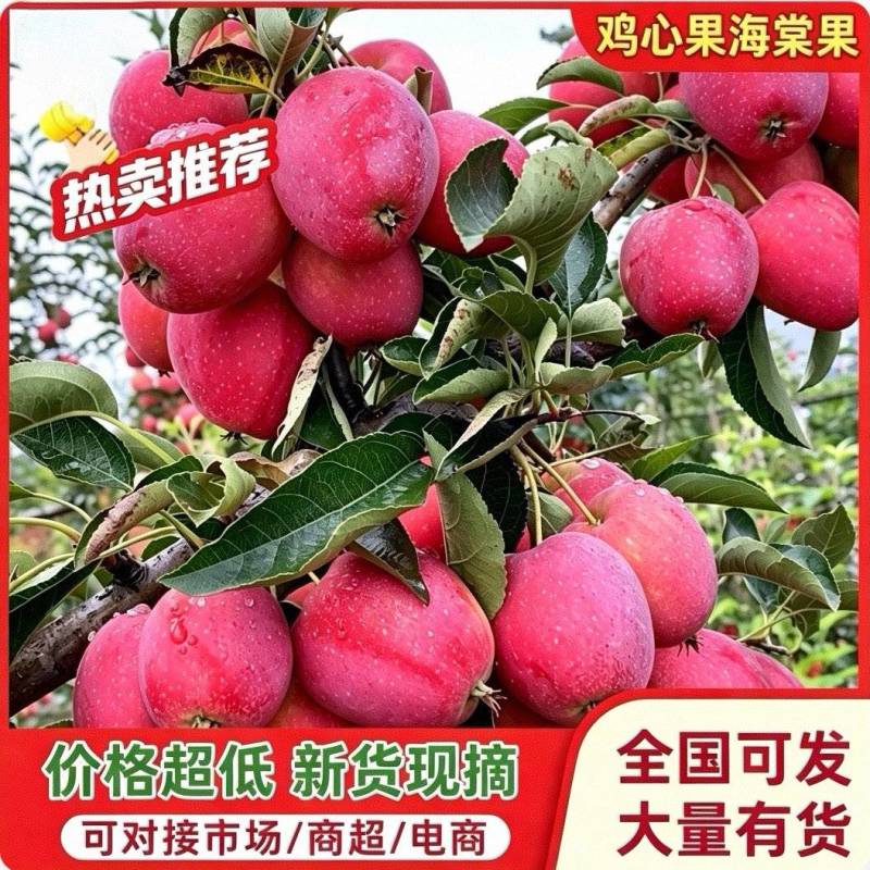 《辽宁鸡心果》辽宁铁岭西丰县/产地批发/现摘现发/发全国