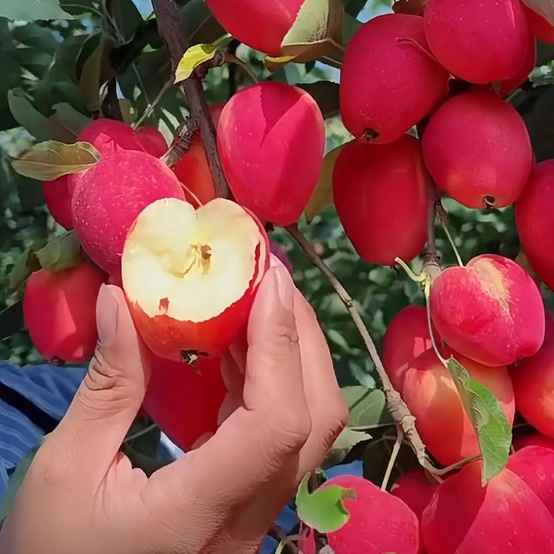 辽宁铁岭西丰县鸡心果锦绣海棠果种植基地直发现货价不贵