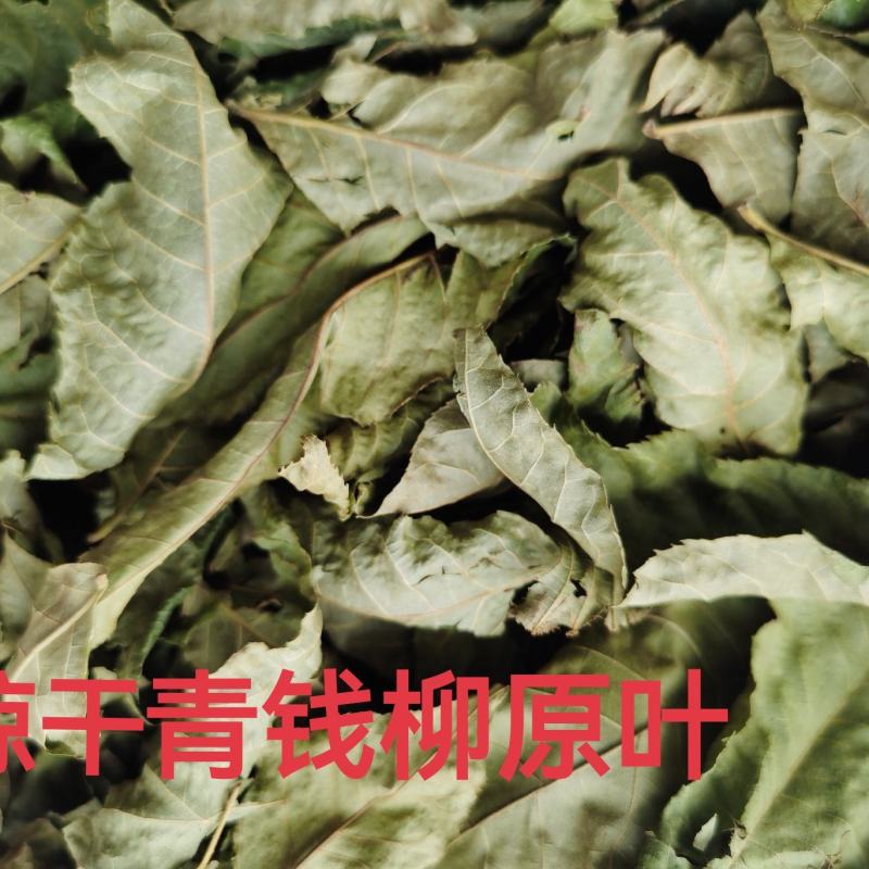 正品青钱柳叶子青钱柳原叶青钱柳金钱柳茶叶