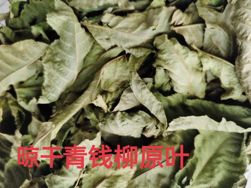 正品青钱柳叶子青钱柳原叶青钱柳金钱柳茶叶