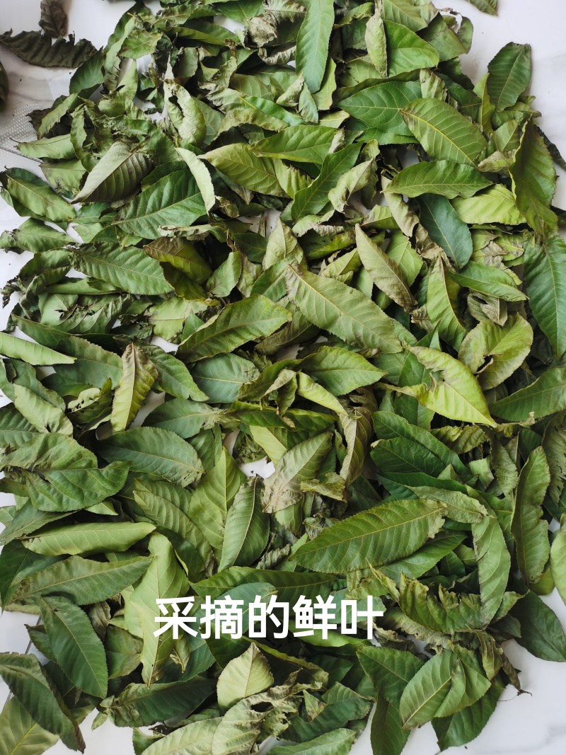 正品青钱柳叶子青钱柳原叶青钱柳金钱柳茶叶