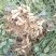 2026年新鲜花生头茬花生一件对接各大平台