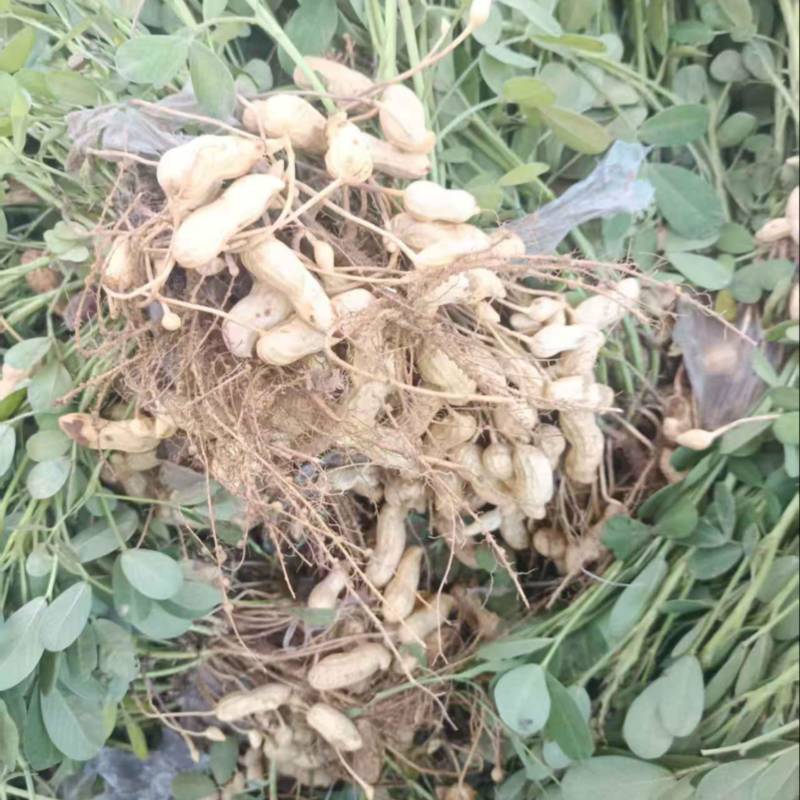 2026年新鲜花生头茬花生一件对接各大平台