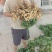 2026年新鲜花生头茬花生一件对接各大平台