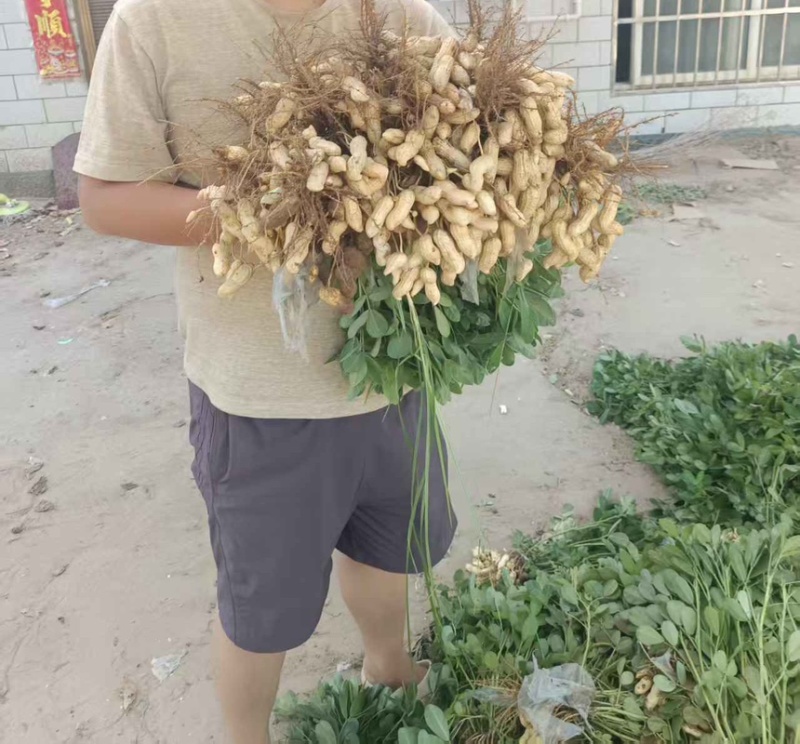 2026年新鲜花生头茬花生一件对接各大平台