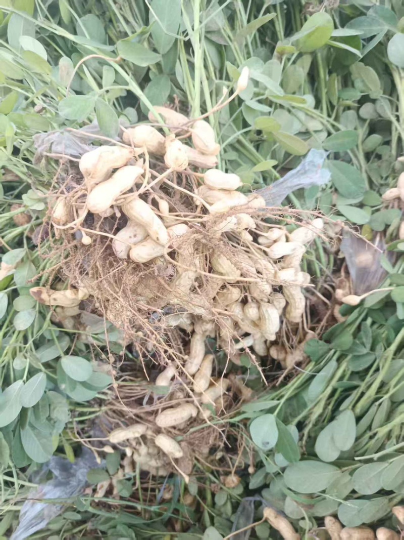 2026年新鲜花生头茬花生一件对接各大平台