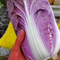 紫白菜