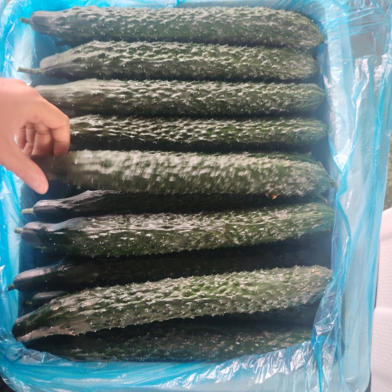 密刺黄瓜，新品上市