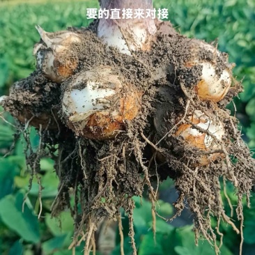 福建芋子