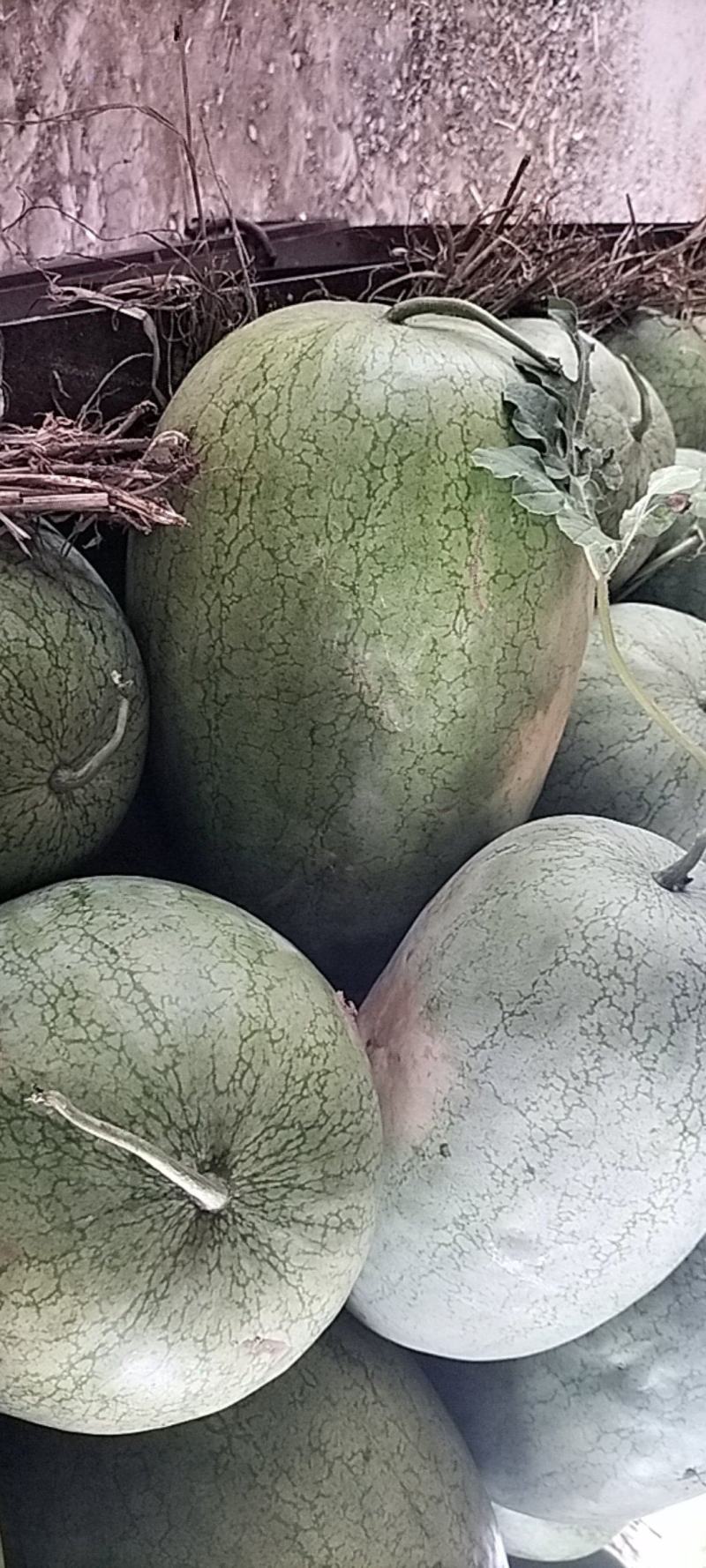 新红宝西瓜