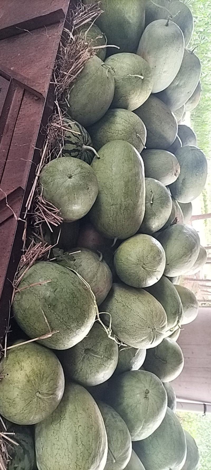 新红宝西瓜
