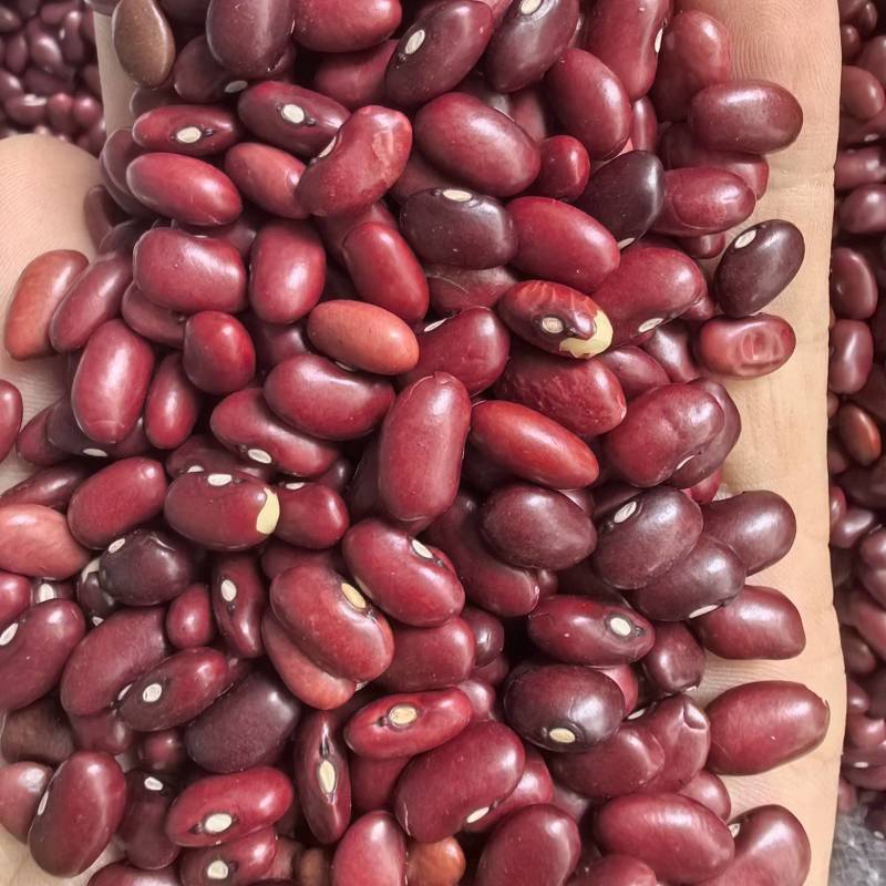 小颗粒红芸豆短红芸豆豆类杂粮红扁芸豆八宝粥米原料豆