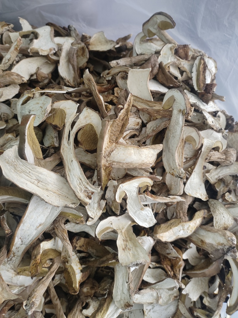 牛肝菌