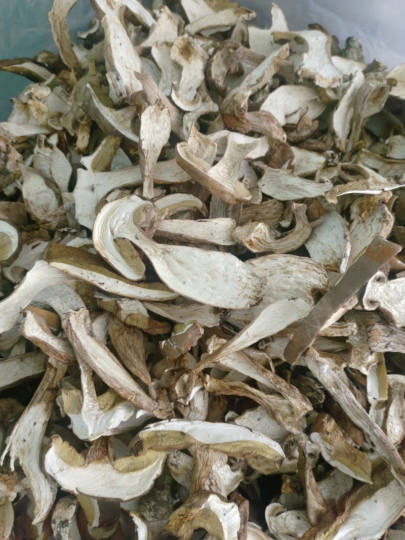牛肝菌