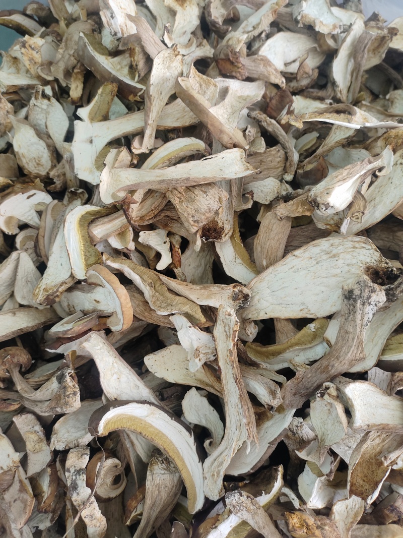 牛肝菌