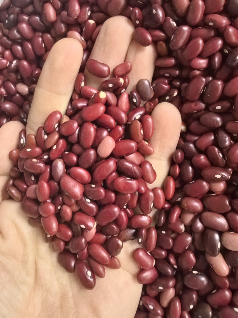 小颗粒红芸豆短红芸豆豆类杂粮红扁芸豆八宝粥米原料豆