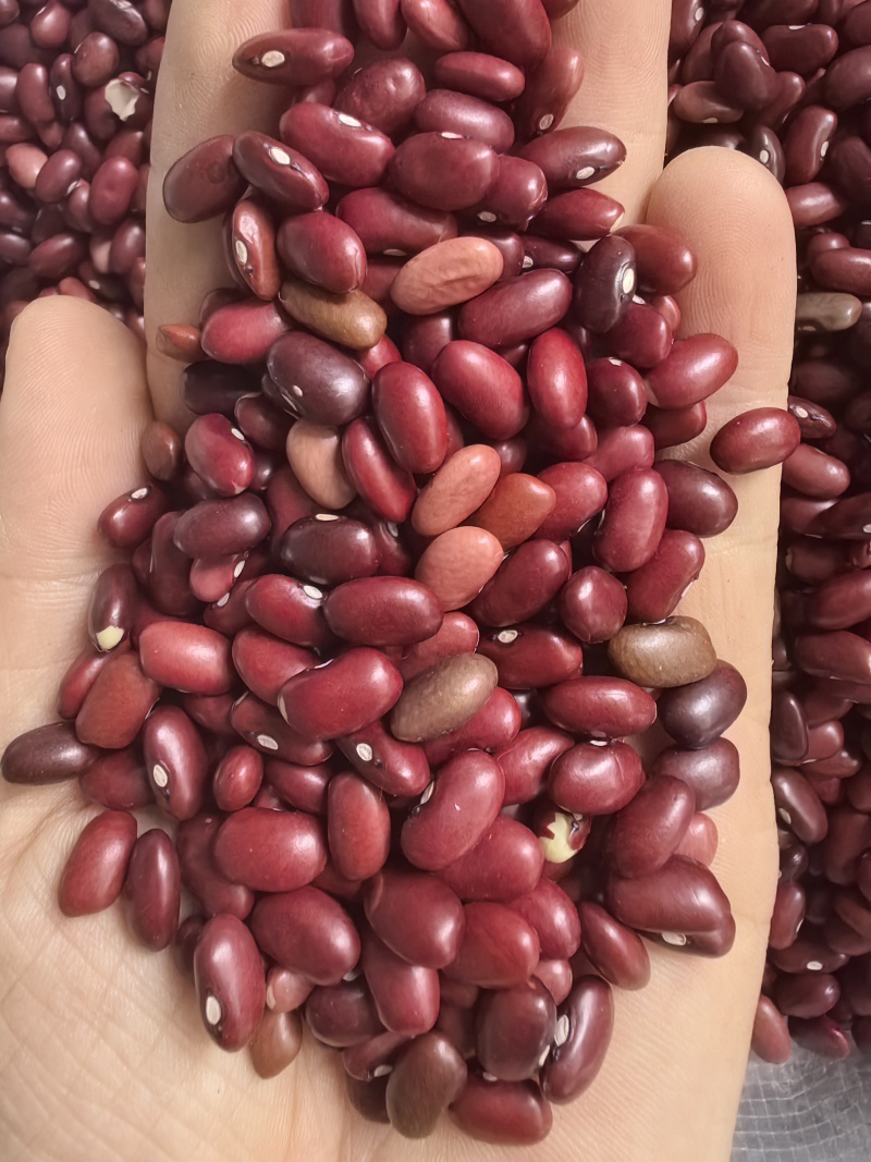 小颗粒红芸豆短红芸豆豆类杂粮红扁芸豆八宝粥米原料豆