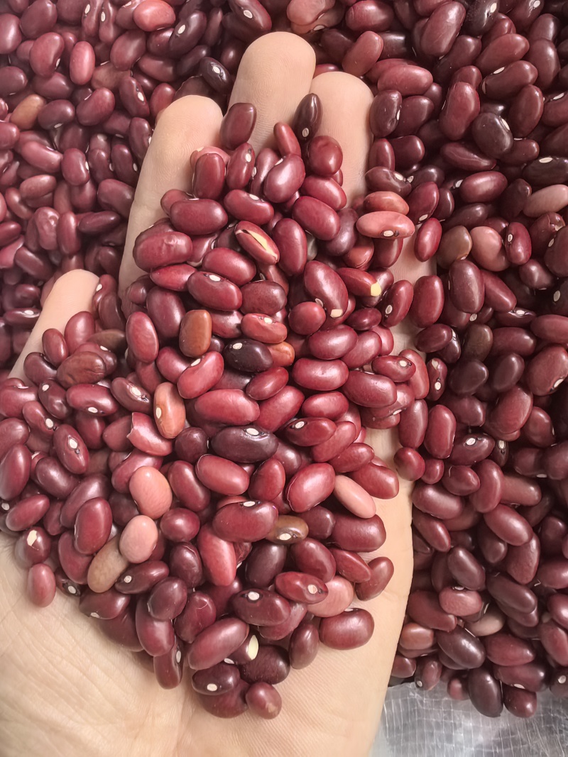 小颗粒红芸豆短红芸豆豆类杂粮红扁芸豆八宝粥米原料豆