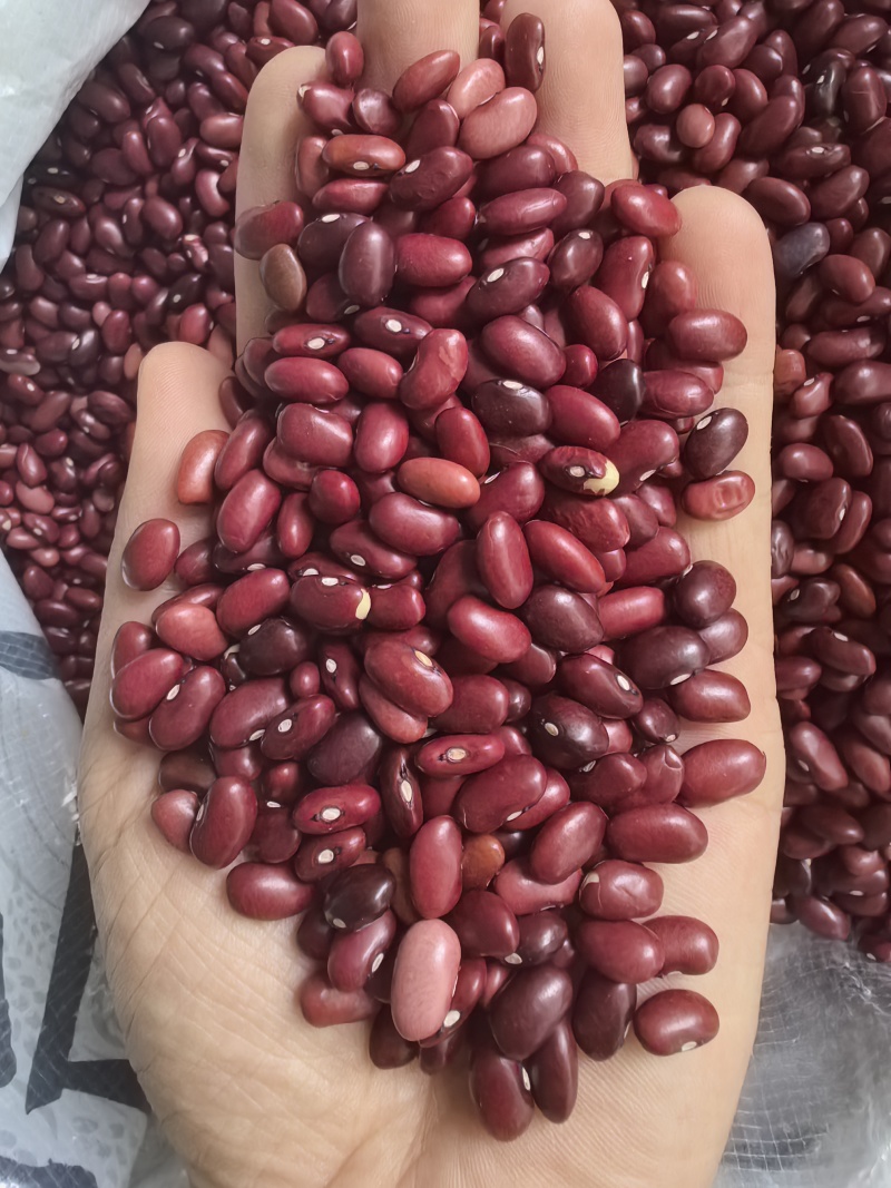 小颗粒红芸豆短红芸豆豆类杂粮红扁芸豆八宝粥米原料豆