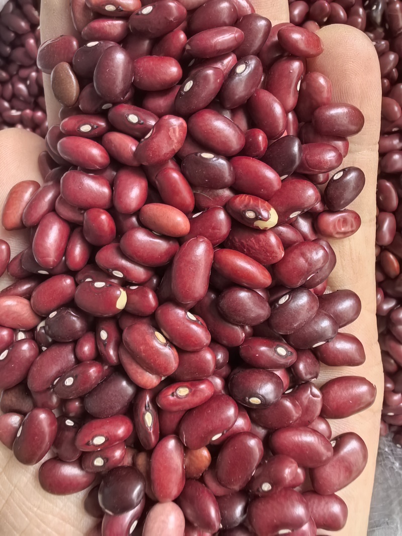 小颗粒红芸豆短红芸豆豆类杂粮红扁芸豆八宝粥米原料豆