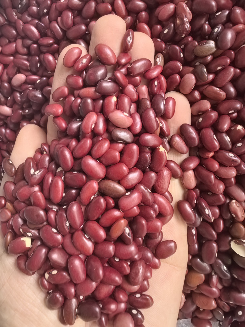 小颗粒红芸豆短红芸豆豆类杂粮红扁芸豆八宝粥米原料豆
