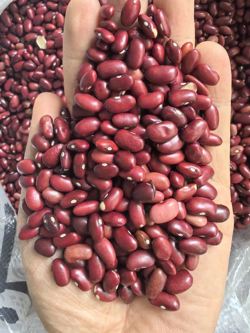 小颗粒红芸豆短红芸豆豆类杂粮红扁芸豆八宝粥米原料豆