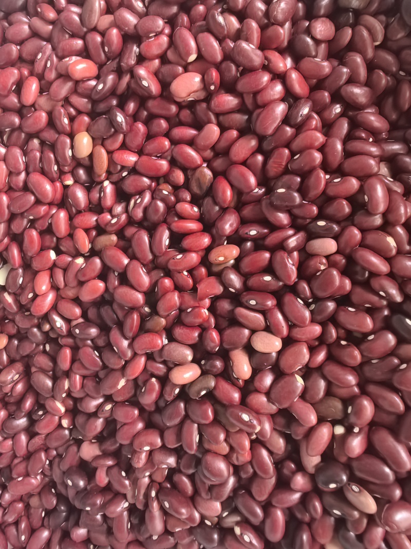 小颗粒红芸豆短红芸豆豆类杂粮红扁芸豆八宝粥米原料豆