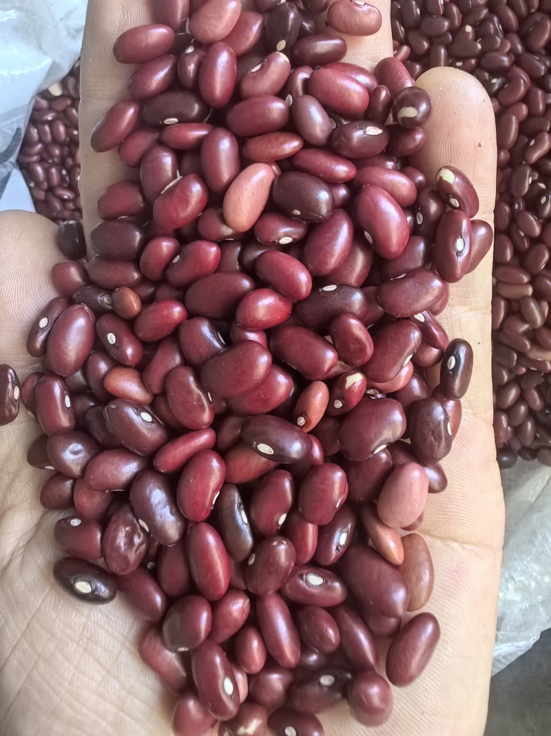 小颗粒红芸豆短红芸豆豆类杂粮红扁芸豆八宝粥米原料豆
