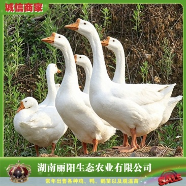厂家直销鹅苗白鹅苗湖南白鹅苗大种白鹅苗大三花鹅苗