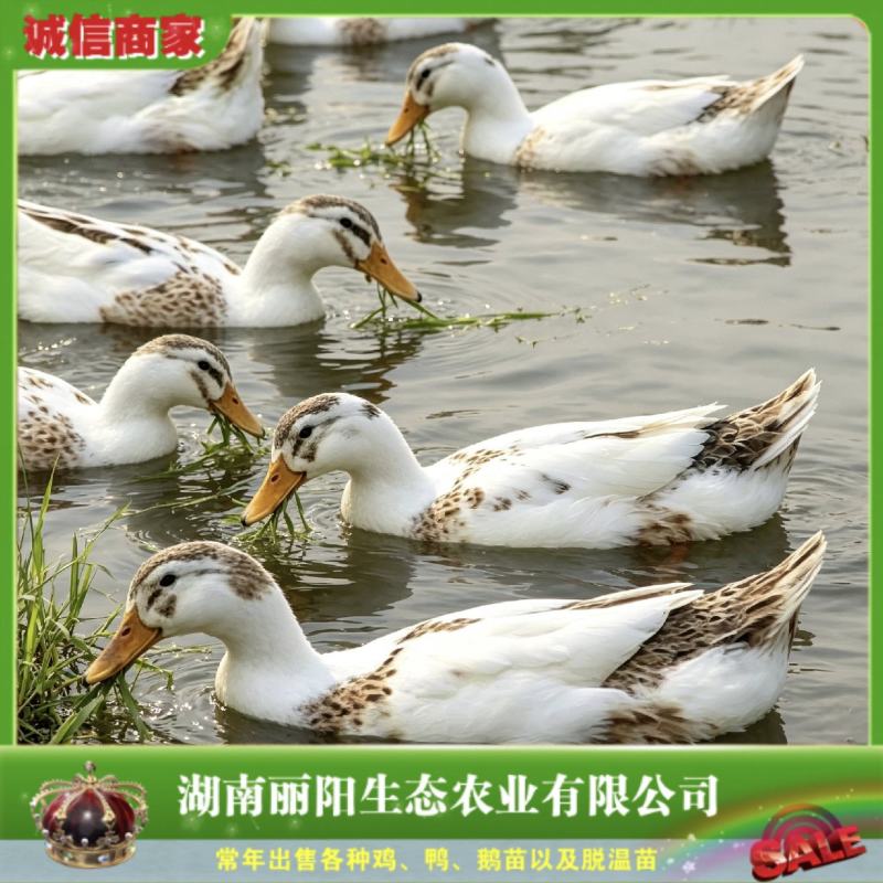 厂家直销花边鸭苗肉鸭苗肉蛋兼用型鸭苗快大型鸭苗水鸭苗麻鸭