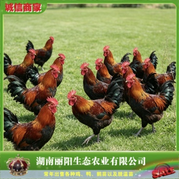 瑶鸡苗黑瑶鸡苗红瑶鸡苗血毛土鸡苗大红公鸡苗