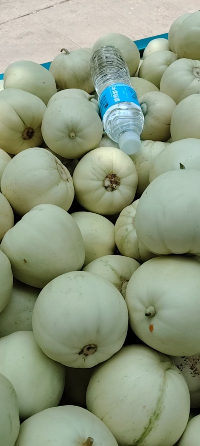 美浓甜瓜