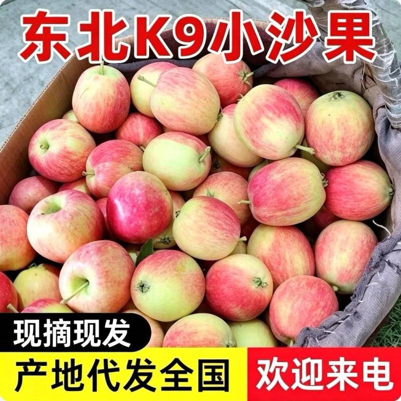K9小苹果&东北小沙果『产地现摘鲜货供应』可全国发货