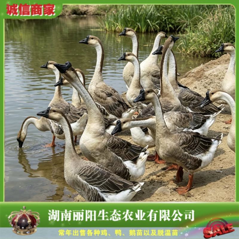 厂家直销灰鹅苗雁鹅苗除草鹅苗麻鹅苗马岗鹅苗