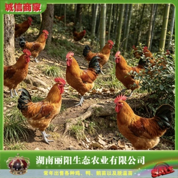 红瑶鸡苗/大红公鸡青脚土鸡高脚鸡/淮南草鸡公苗/厂家直销